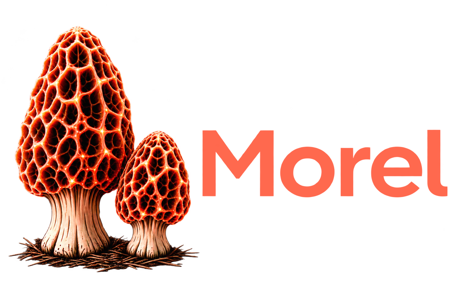 Morel